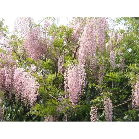 GLICINE WISTERIA FLORIBUNDA ROSEA VASO 16CM