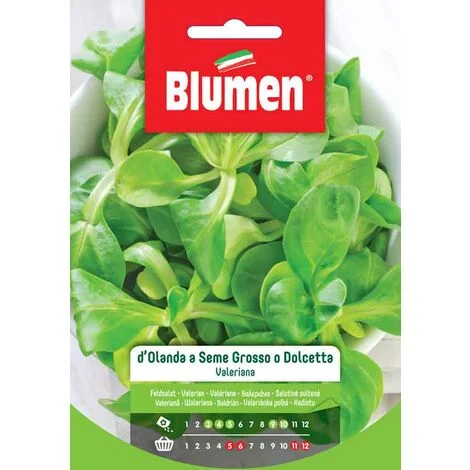 SEMI VALERIANA D’OLANDA A SEME GROSSO O DOLCETTA