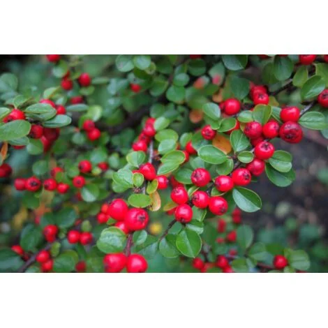 Cotognastro "Cotoneaster horizontalis" pianta tappezzante in vaso10 cm