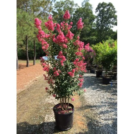 Lagerstroemia indica pianta a cespuglio in vaso36 H 120/150 cm COLORI MISTI