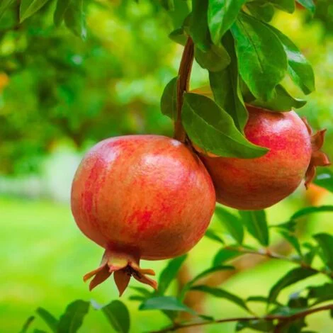 Melograno da frutto "Punica granatum Wonderful" pianta in vaso19 cm h. 180/200 cm