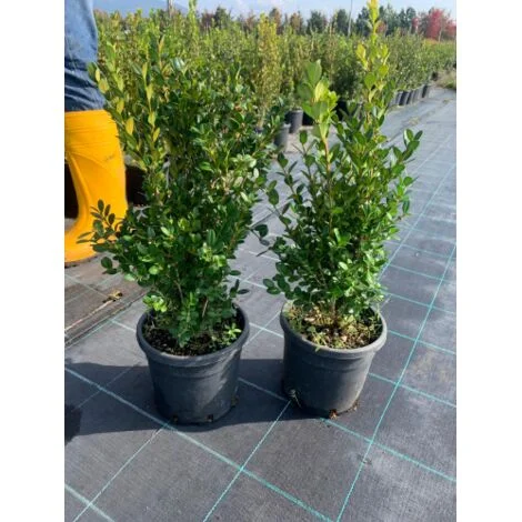 Bosso comune "Buxus sempervirens" 6 piante da siepe sempreverde in vaso18 cm h. 30/50 cm