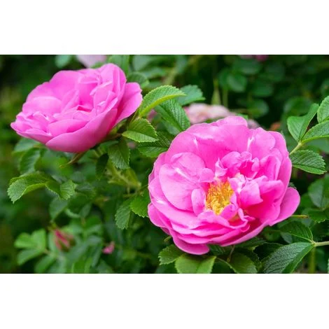 Rosa Rugosa pianta di rose in vaso 2 litri h 70/100 cm COLORI CASUALI