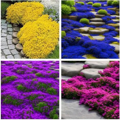 10000 semi di timo strisciante colorato – Piante ornamentali perenni, coprisuolo – Per giardino e vasi, attira impollinatori