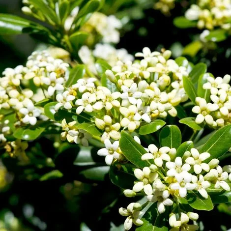 Pitosforo "Pittosporum tobira" 3 piante da siepe in vaso bio ø12 cm FOTO REALE