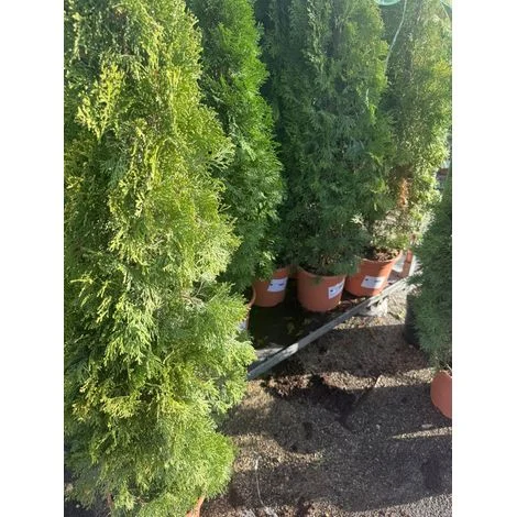 thuja occidentalis smaragd cesp 27 (foto reali)