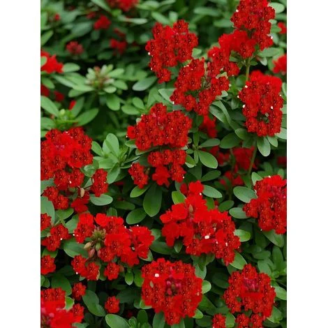 10000 semi di timo strisciante rosso – Piante ornamentali perenni, coprisuolo – Per giardino e vasi, attira impollinatori