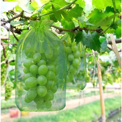 100 sacchetti protettivi per grappoli d'uva - 30 x 20 cm - Verdi - Con coulisse - Offrono una protezione completa contro vespe e uccelli - Materiale: Organza-Crezuo