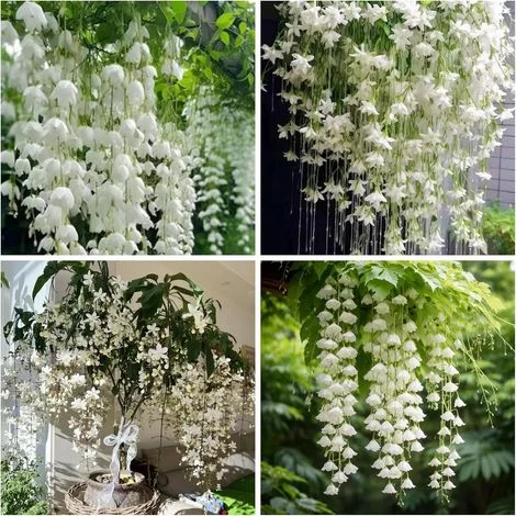 Gelsomino Rampicante – 1000 Semi – Fiori Profumati Esotici – Non OGM – Giardino Casa Balcone – Pianta Rampicante