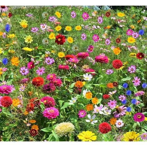 5000 semi di fiori selvatici misti, facili da coltivare, fiori colorati, attirano insetti impollinatori, fioritura tutto l’anno