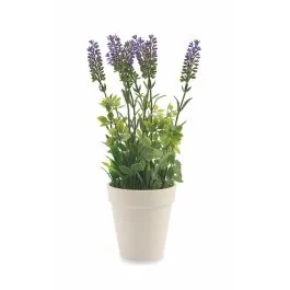 Piantina lavanda con vaso