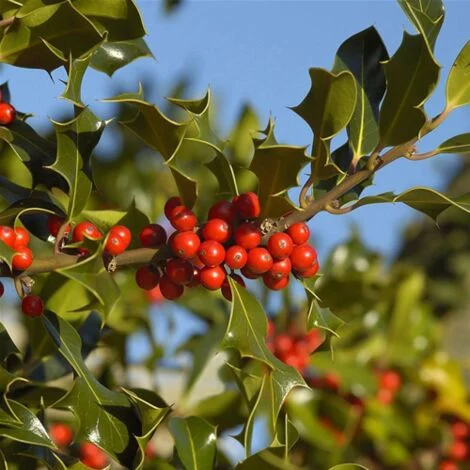 Agrifoglio "Ilex aquifolium Nellie Stevens" pianta in vaso biodegradabile8 cm