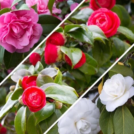 Camelia japonica tricolore "Camellia Tricolor" pianta in vaso Ă¸14 cm