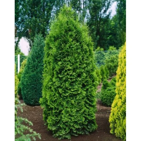 Thuja occidentalis "Pyramidalis Compacta" pianta da siepe sempreverde in vaso11 cm h. 30/50 cm