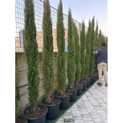 Cipresso toscano "Cupressus Sempervirens Totem" pianta sempreverde in mastello Ă¸45 cm h. 200/220 cm FOTO REALE