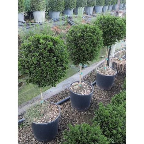 Agrifoglio giapponese "Ilex crenata" pianta ornamentale sempreverde ad alberello a palla in vaso28 cm h. 70/80 cm arte topiaria