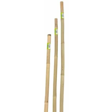 canna bamboo piena h240cm