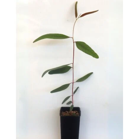 Eucalipto rosso "Eucalyptus camaldulensis" pianta in vasoĂ¸9 cm