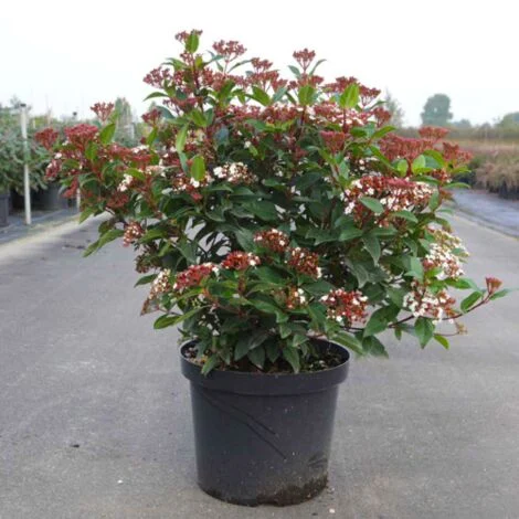 Viburno tino "Viburnum tinus"da siepe sempreverde in vaso Ă¸18 cm h. 30/40 cm