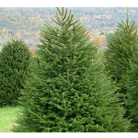Abete rosso "Picea abies" Peccio Albero di Natale in mastello h. 80/100 cm