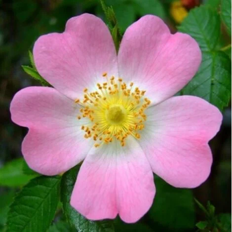 Rosa selvatica "Rosa canina" pianta di rose officinale in vaso 2 litri h 50/80 cm