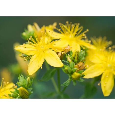 Iperico "Hypericum hidcote" pianta in vaso 2 litri