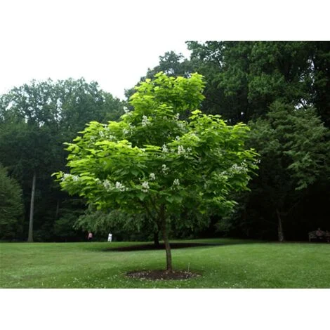Catalpa bignonioides "Albero dei sigari" pianta in vaso 2 litri h. 90/110 cm