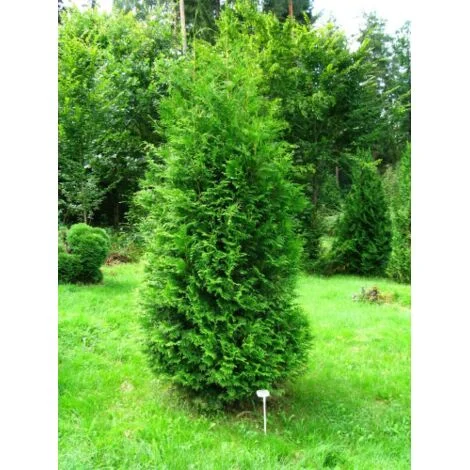Tuia "Thuja occidentalis Brabant" pianta da siepe sempreverde in vaso18 cm h. 70/100 cm