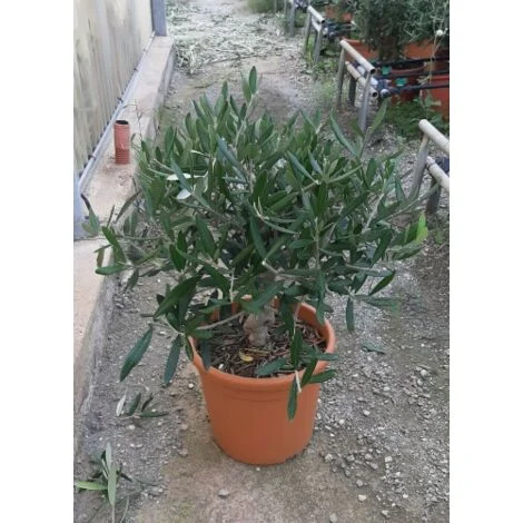 Olivo Ulivo "Olea europea" bonsai bellissima pianta in vaso20 cm FOTO REALI