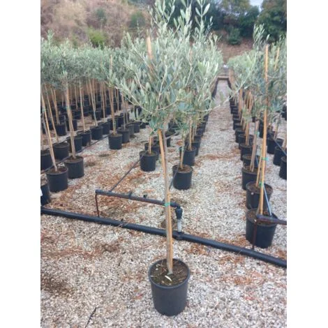 Ulivo Olivo Leccino "Olea europea" eta' 4 anni alberello CERTIFICATO in vaso26 cm FOTO REALI