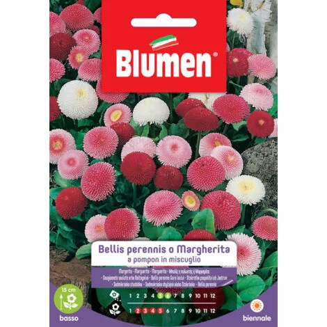 BUSTINA CON SEMI DI BELLIS PERENNIS O MARGHERITA A POMPON
