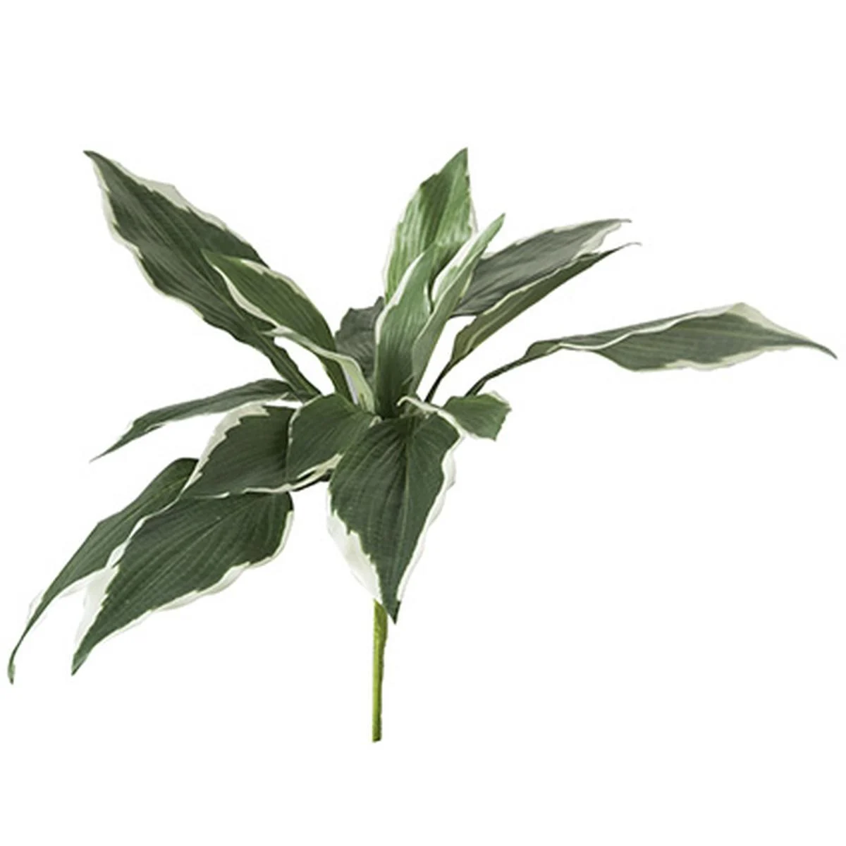 Fiore Ciuffo hosta Verde cm.45