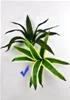 RITUALI DOMESTICI PIANTA VARIEGATA