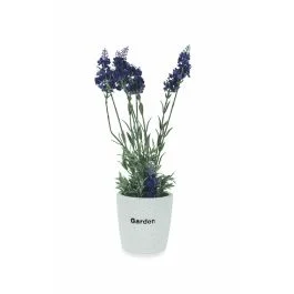 Pianta lavanda con vaso