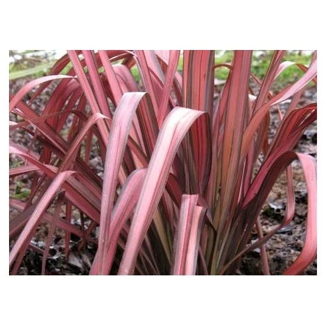 Phormium pink Panther vaso 24 foto reali h 90cm