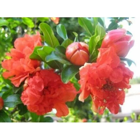 Melograno da fiore "Punica granatum" pianta in vaso18 h. 90/120 cm