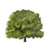 DOMENICONI OROLOGIOA CUCU' ALBERO