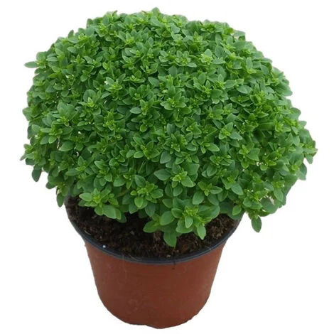 Semi di basilico "Greco a palla" piante per orto e giardino