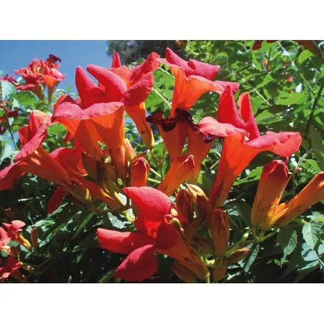 BIGNONIA CAMPSIS MADAME GALEN VASO 17CM