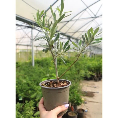 Ulivo olivo "Olea europea Cipressino" pianta in vaso Ă¸12 cm biodegradabile mensa olio FOTO REALI