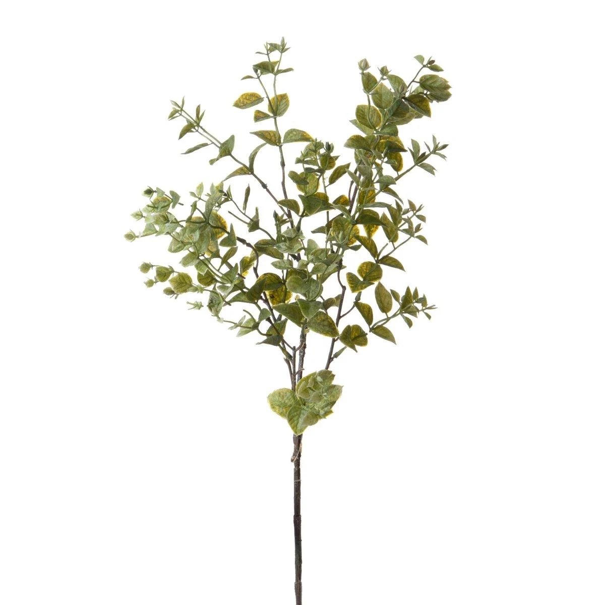 Fiore Rametto Foglie Ruscus Orientale Verde cm.68