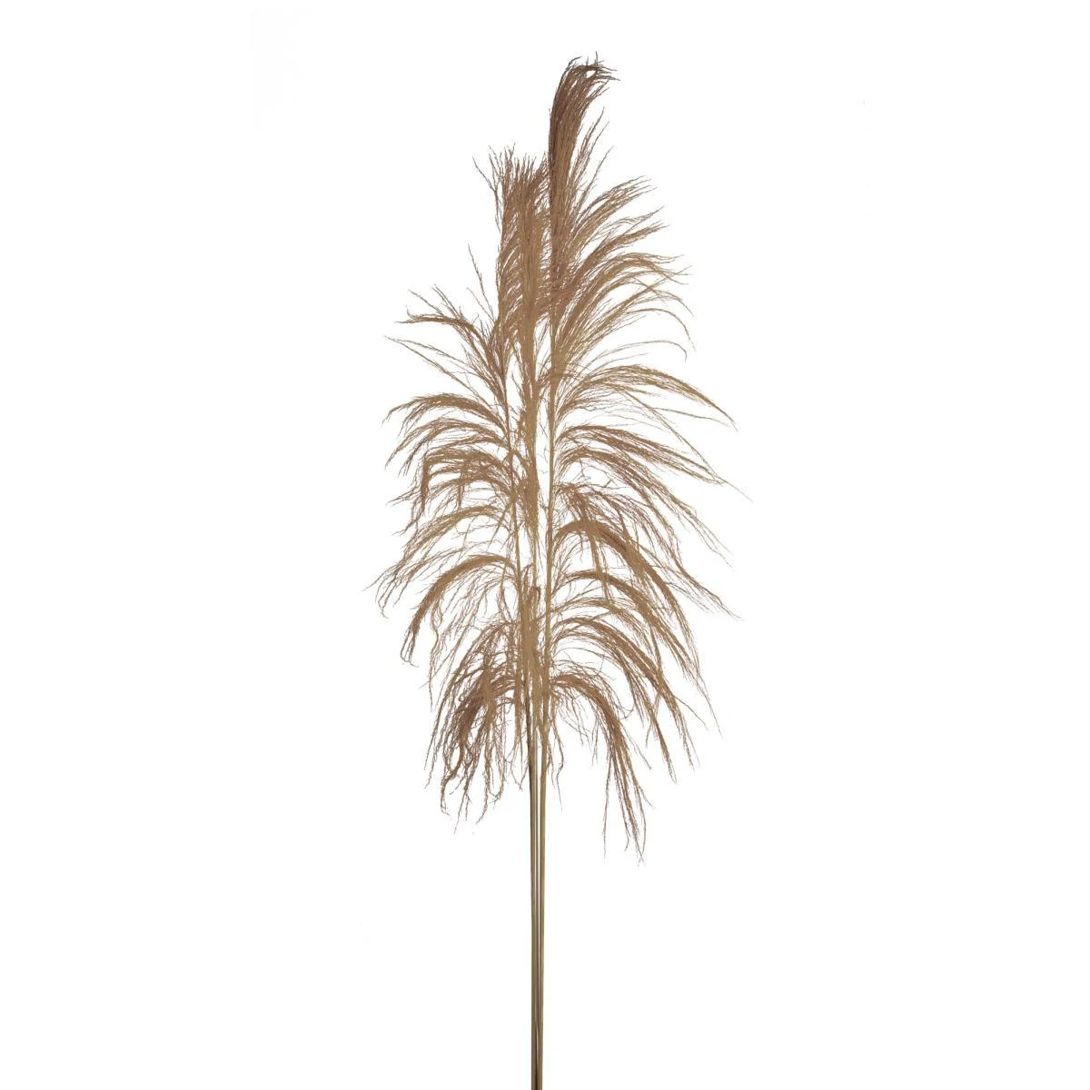 Fiore Rametto Cana Brava Naturale cm.200