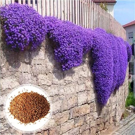 10000 semi di timo tappezzante viola – Piante perenni per esterno e interno, attraggono api e farfalle