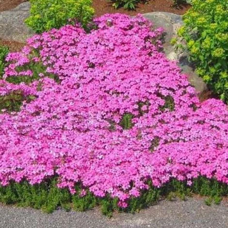 Semi di phlox tappezzante rosa – 1000 semi per giardino e orto – semi di fiori facili da coltivare – copertura perenne del suolo – resistente all’inverno