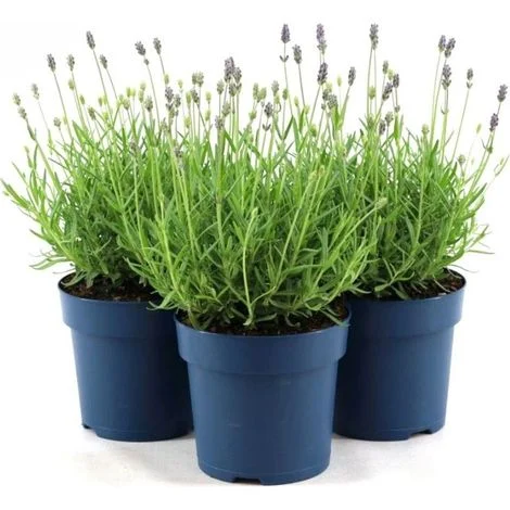 Lavanda "Lavandula angustifolia officinalis" 3 piante aromatiche in vaso14 cm