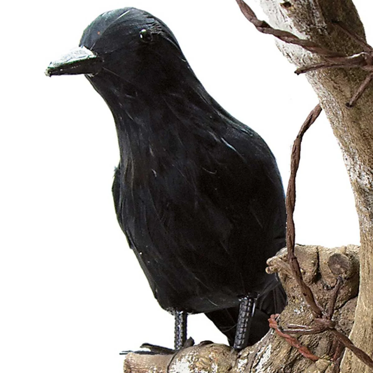 Corvo nero piume nero