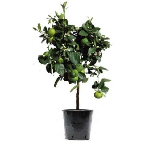 Lime "Citrus aurantifolia" "Limetta messicana" pianta adulta innestata in vaso Ă¸22 cm