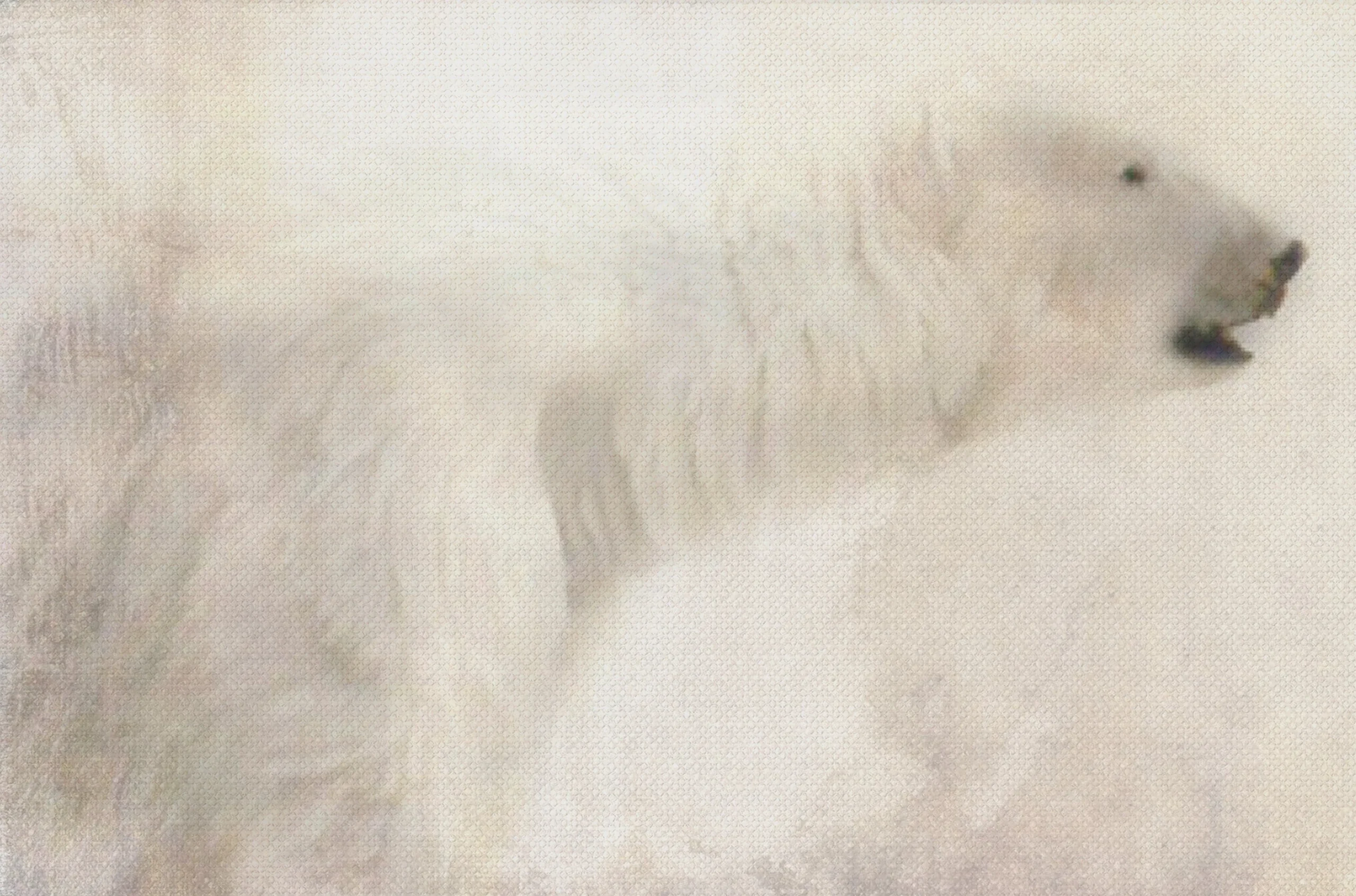 Dipinto su Tela BEAR 1