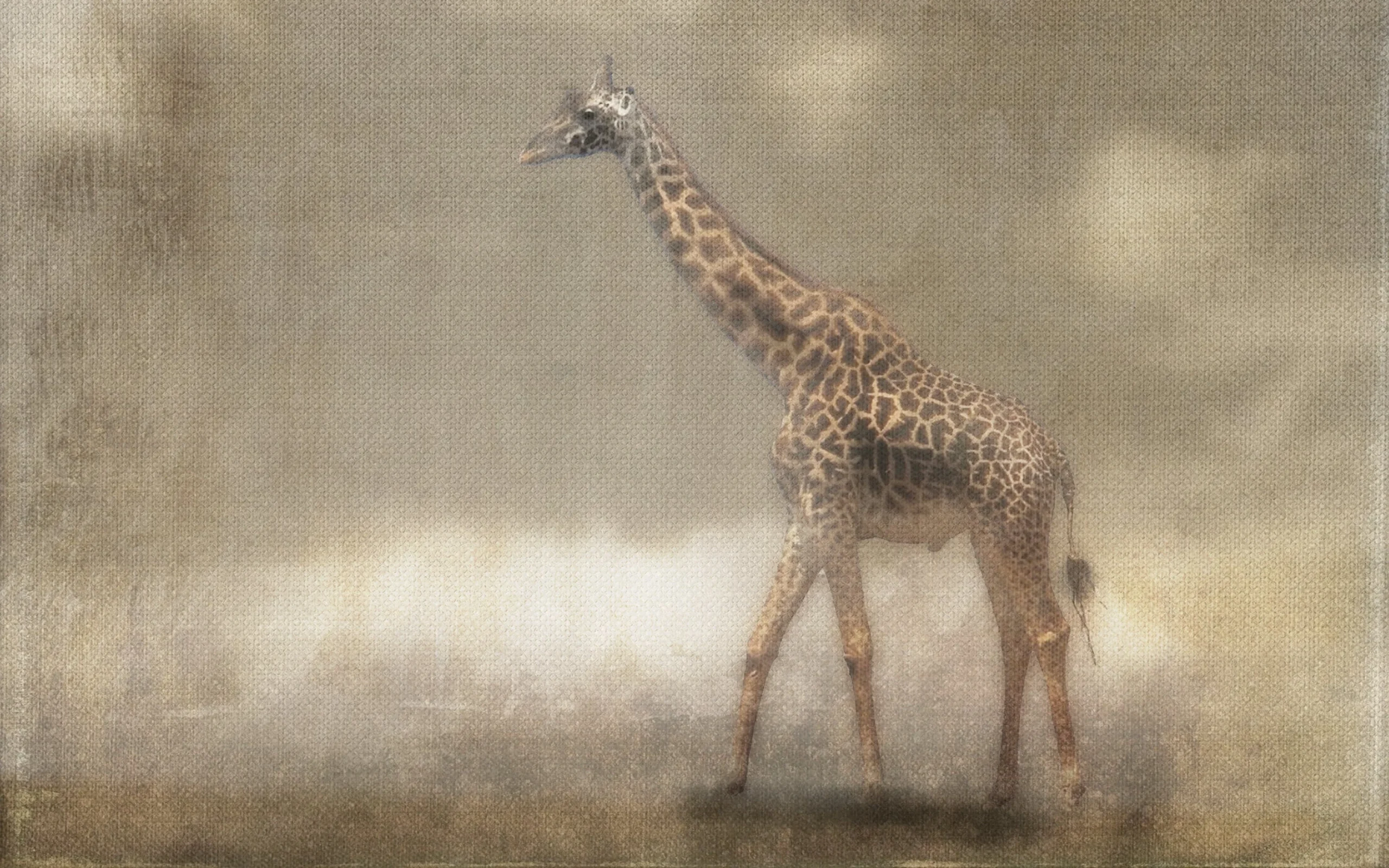 Dipinto su Tela GIRAFFA FOG