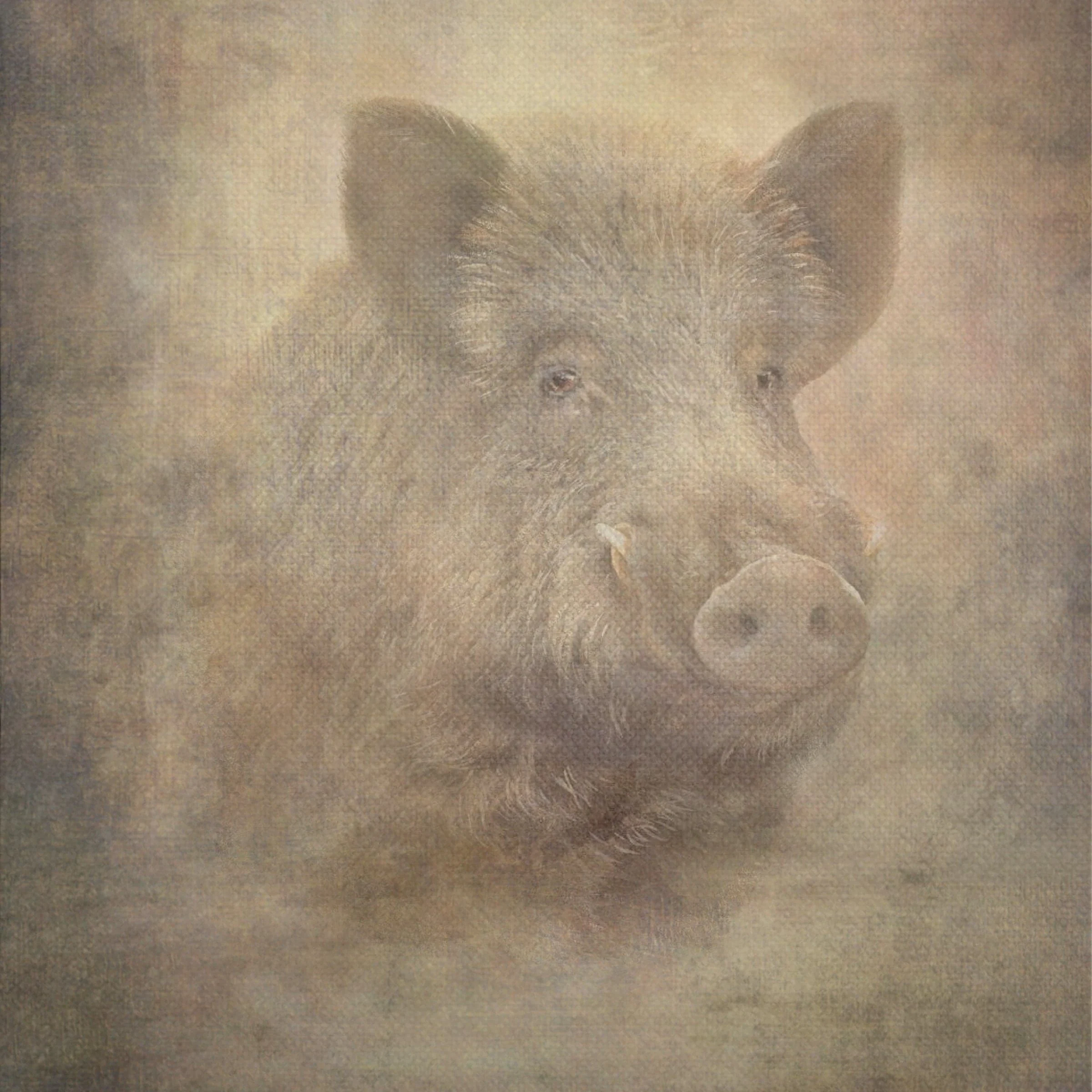 Dipinto su Tela BOAR 1